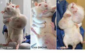 Tumors in rats caused by GMO food consumption