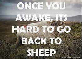 sheep- go back to sheep