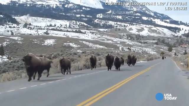 Bison fleeing Yellowstone. What do they know that we do not?